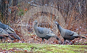 Attentive Wild Turkeys in Yard