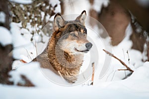 Attentive wolf looking in winter environment in close-up