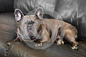 Attentive 3-Years-Old Blue-Isabella Frenchie Male on Leather Sofa Staring at the Camera photo
