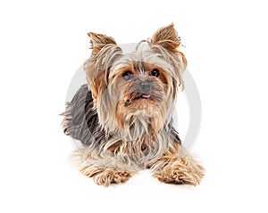 Attentive Yorkshire Terrier Dog Laying Looking Forward