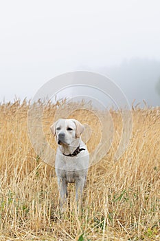 attentive young Labrador dog looking for something with his eyes in wet rye wheat field