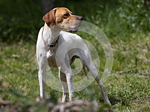 Attentively looking white pointer dog with a brown head .