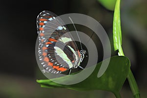 Atthis longwing butterfly