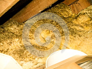 Attic Mould