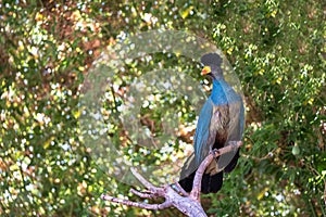 Attica zoo park. Exotic rare colorful jungle bird with plume in leafy background