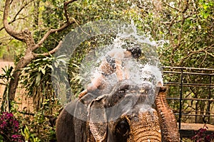 Attraction: pouring water from the trunk of an elephant