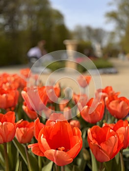 Attractions in Warsaw: the Gardens of the Royal Castle in Warsaw, Poland