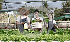 Attractive agriculturists harvesting green oak and lettuce together at green house farm. Asian farmers work in