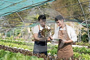 Attractive agriculturists harvesting green oak and lettuce together at green house farm. Asian farmers work in