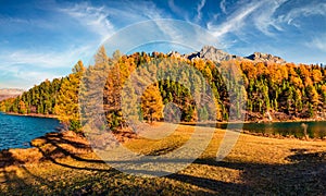 Attractive autumn scene of Sils Lake/Silsersee. Colorful morning view of Swiss Alps, Maloja Region, Upper Engadine, Switzerpand, E