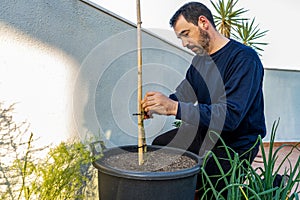 Attractive bearded man in dark clothing transplanting a tomato plant sprout into a larger pot in his urban garden set up on the