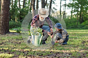 Attractive bearded senior grandfather with his lovely grandson on green lawn planting oak seedling and pour with water.