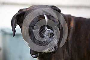 Attractive boxer dog head