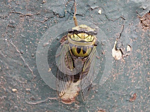 Attractive and colorful cicada or buzzer