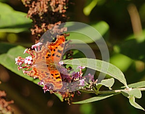 Attractive Comma butterfly.