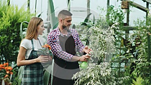 Attractive couple work in greenhouse. Man gardener in apron watering plants and flowers with garden sprayer while his