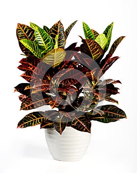Attractive Croton Plant on White Pot
