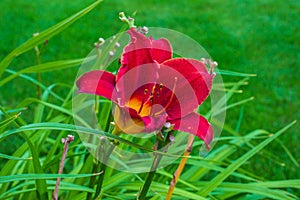 Attractive Daylily flower - unique foliage and bloom