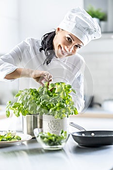 Attractive female chef is tearing fresh basil leaves to use in food, smiling