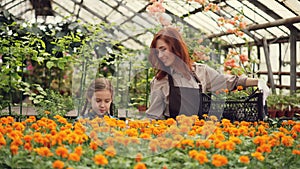 Attractive female florist and her cute daughter are putting pots with beautiful flowers inside plastic container and