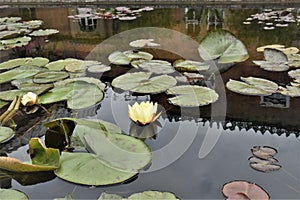 Attractive floating lotus flower Mexican waterlily also called banana waterlily.