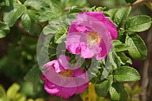 Attractive flowers of pink color lives lit enlightened by the sunlight. Front view - Portugal