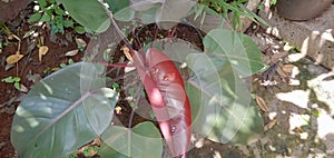 Attractive flowers with shiny leaves really attract the heart