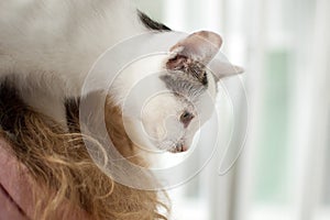 Attractive girl in pink clothes and eyeglasses with withe cat in her arms standing near the window at home. Pet owner