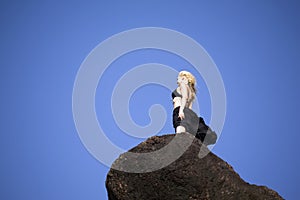 Attractive girl on rock