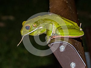 White-lipped Green Tree Frog in Queensland Australia