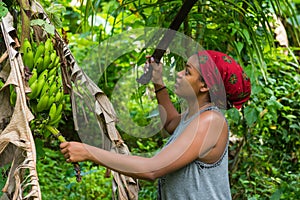 A hard working caribbean woman harvesting green bananas with a machete photo