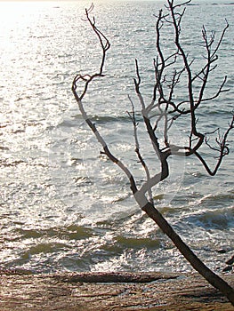 An Attractive Leafless Tree with its Branches against Brighr Sunlight with Blue Ocean Water - Abstract Silhouette