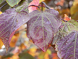 Attractive leaves of forest pansy, Cercis canadensis