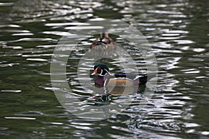 Attractive male wood duck swims at Reid Park in Tucson, Arizona