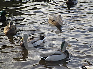 Attractive mallard ducks gathering and swimming in a pond