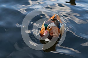 An attractive mandarin duck with a red beak and bright feathers floats on the water. The concept of sexual dimorphism and photo