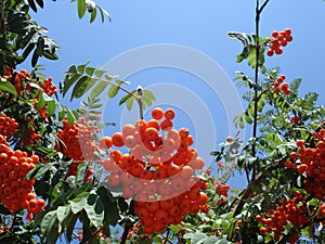 Mountain Ash and blue sky