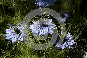 Attractive Nigella Love In A Mist flowers