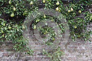 Attractive old 18th Century European brick wall background with an espalier pear tree bearing ripening fruit