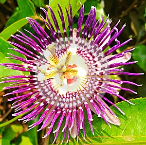 Attractive passion fruit flower