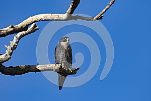 Attractive Peregrine Falcon gazes out at Sacramento National Wildlife Refuge