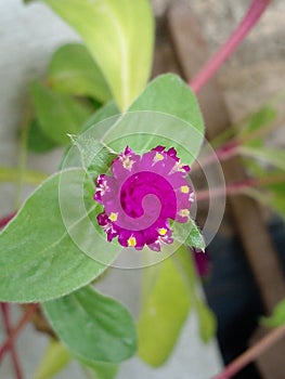 Attractive  Pink Flower  with green lea