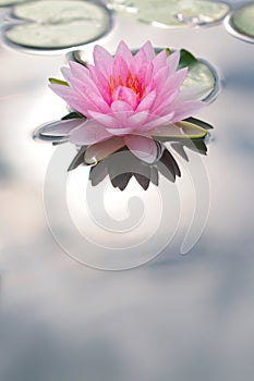 Attractive Pink Water Lily backlighted