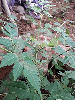 An Attractive Plant of  Neem tree
