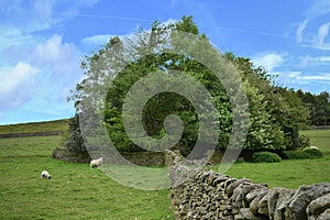 Attractive plantation near Grindsbrook Booth