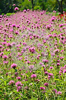 Attractive Purple Flowers in a Park