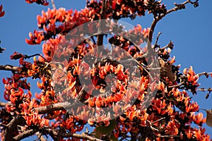 Attractive Red Flowers Butea monosperma flame-of-the-forest or dhak Tree in the Forest of Mhow