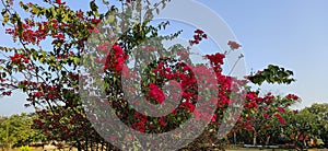 Attractive small red Flowers