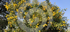 Attractive small yellow Flowers