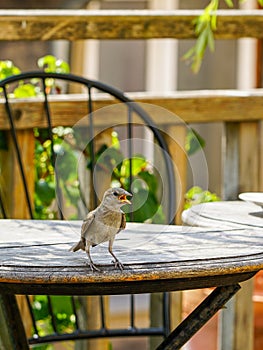 Attractive sparrow on a table, regular inhabitant of the city